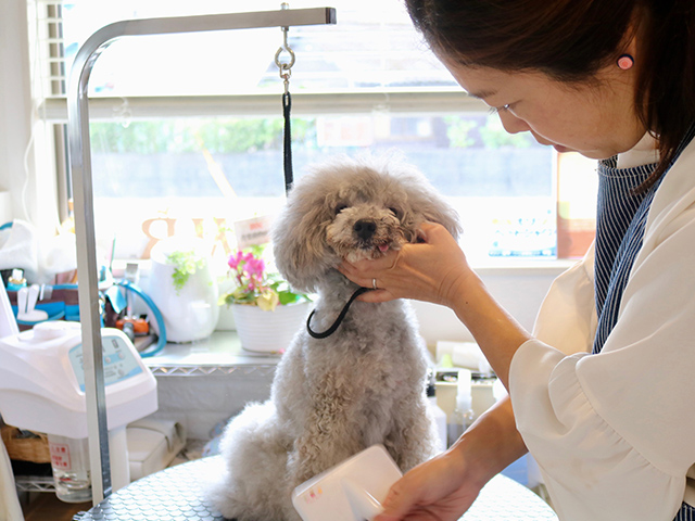 トリミング前にワンちゃんの状態チェック